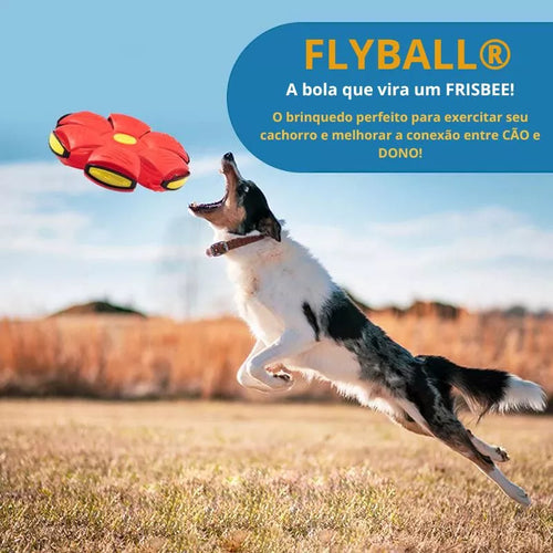 Flyball® Bola Voadora para Cães (COMPRE 1 LEVE 2) - Ideia Shopping